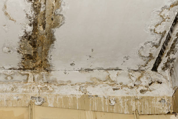 Best Forensic Mold Investigation  in East Foothills, CA